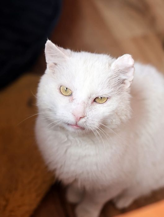 Podaruj domek cudnemu Kotku. fiv +