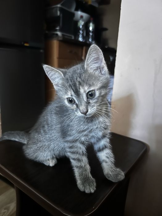 Віддам кошенят у добрі руки