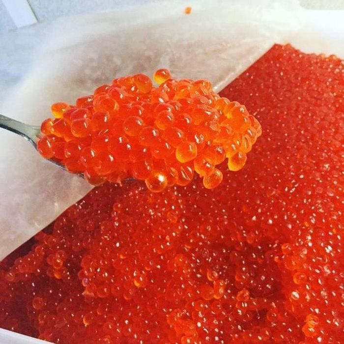 kawior z łososia
