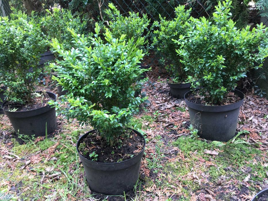 BUKSZPAN - Buxus- 70-80 cm - ukorzeniony w donicy ! szkółka -Warszawa