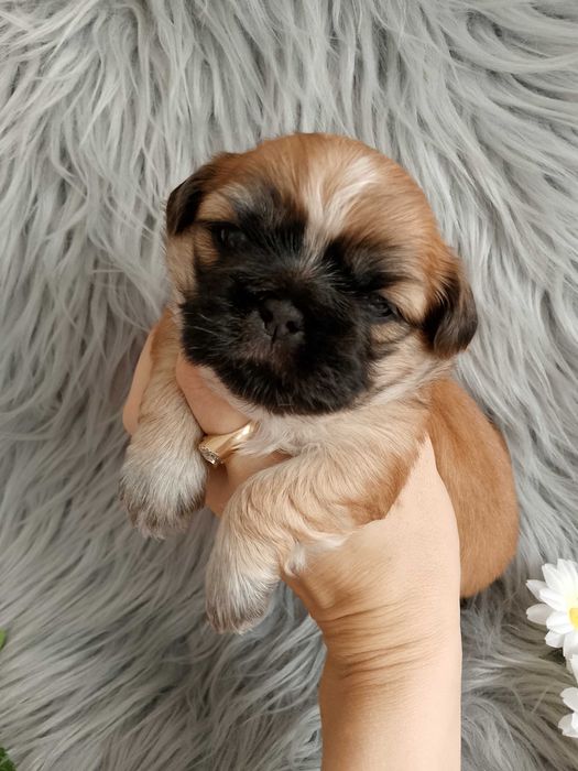 ***Piękna suczka Shih-Tzu szuka domku***