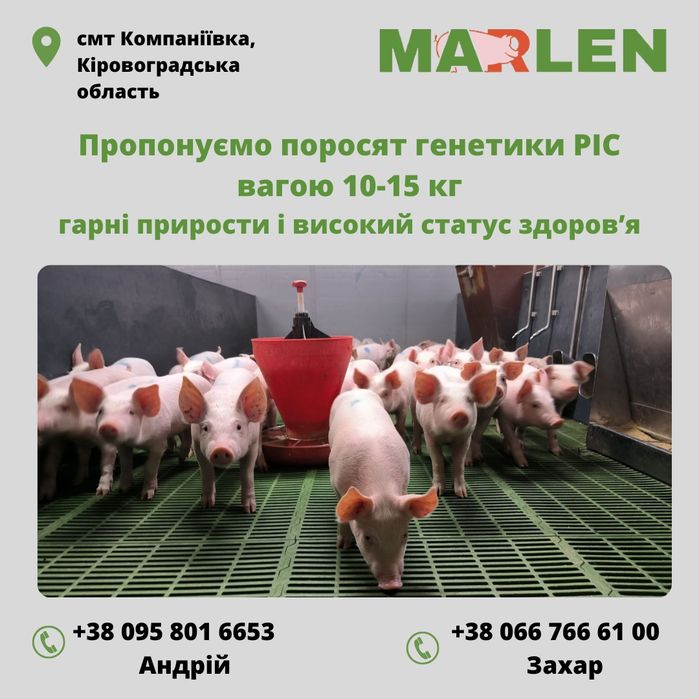 Продаємо поросят генетики РІС гуртом