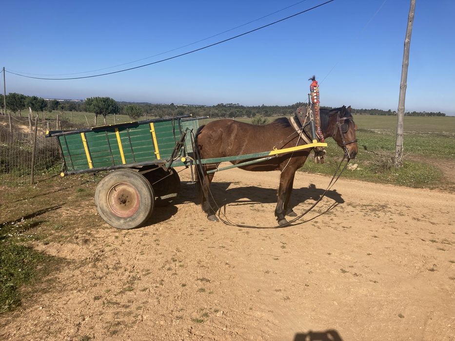 Egua montada e engatada