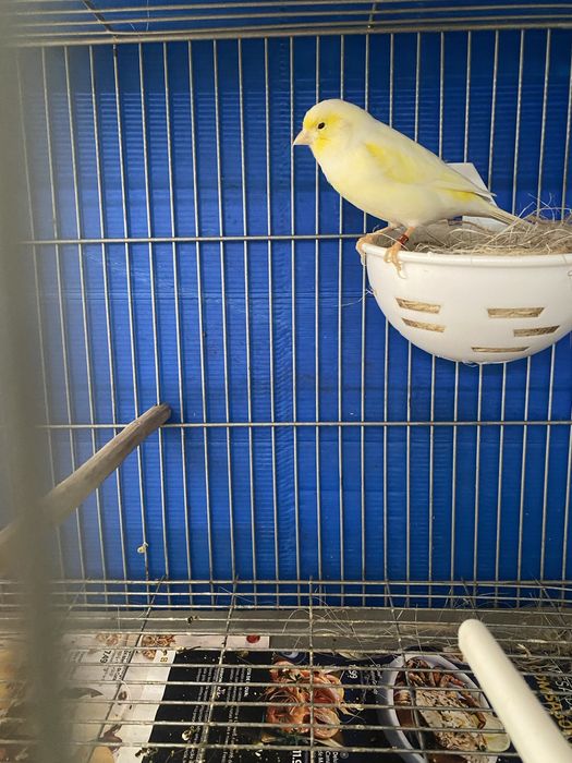 LER DESCRIÇÃO! vendo canarios! e gaiolas, dispenso tudo !