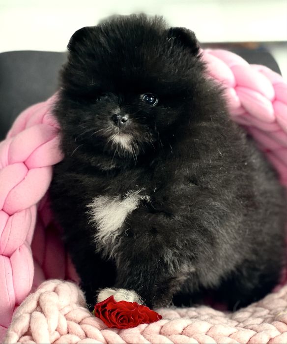 ***Szpic Miniaturowy,Pomeranian-cudowna puchata sunia***