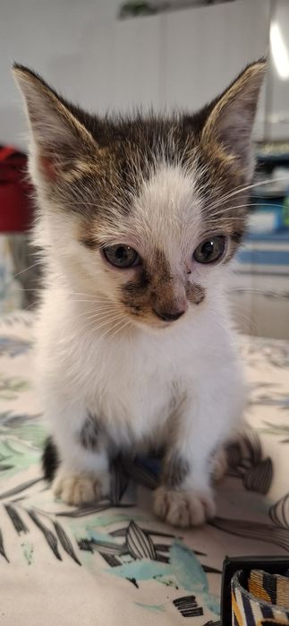 Gatinho macho branco e tigrado
