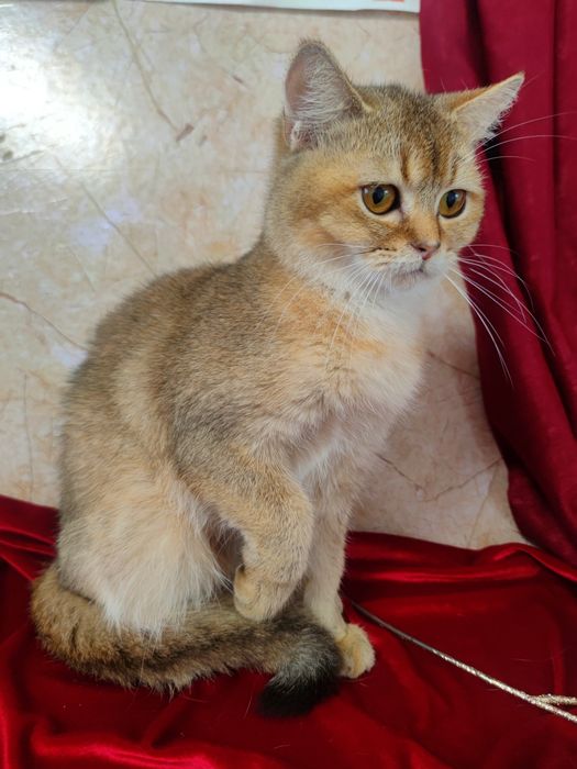 Маленький левеня, золота шиншила 5 міс