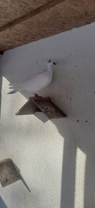 Jasna koroniata wylotka