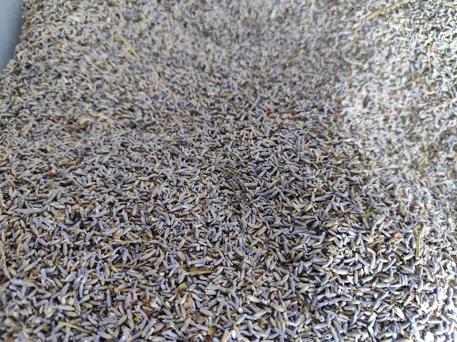 1kg susz lawendy pośredniej Grosso