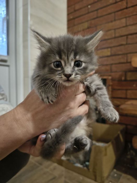Кошенята шукають дім