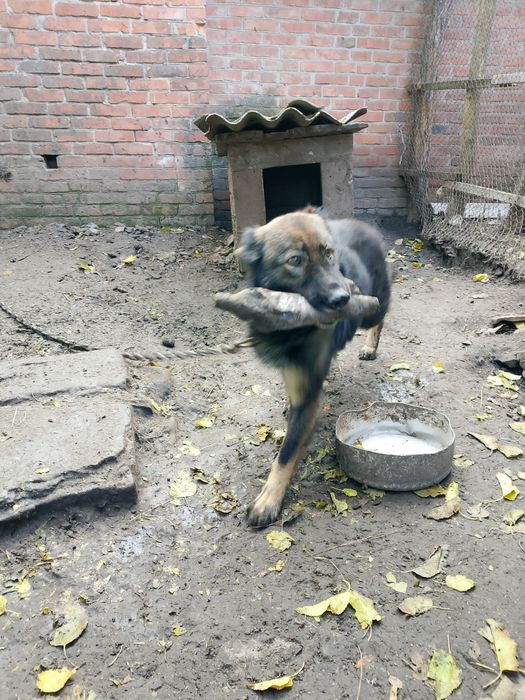Вівчарка, 7 років