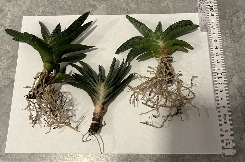 Gasteria - 3 odmiany - sukulent