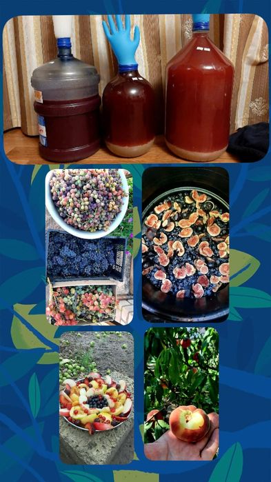 инжир Шави Легви черенки