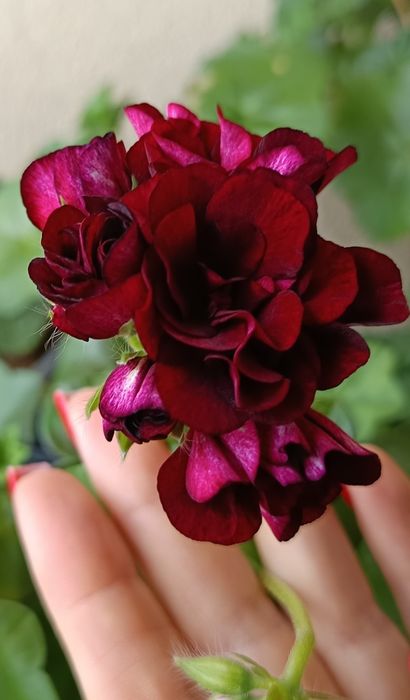 Royal Black Rose