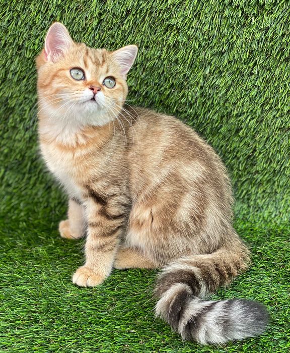 British golden shorthair