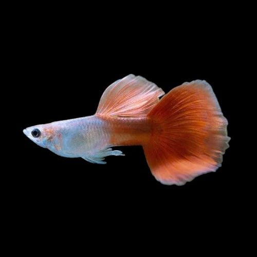 Guppys Lazúli red tail