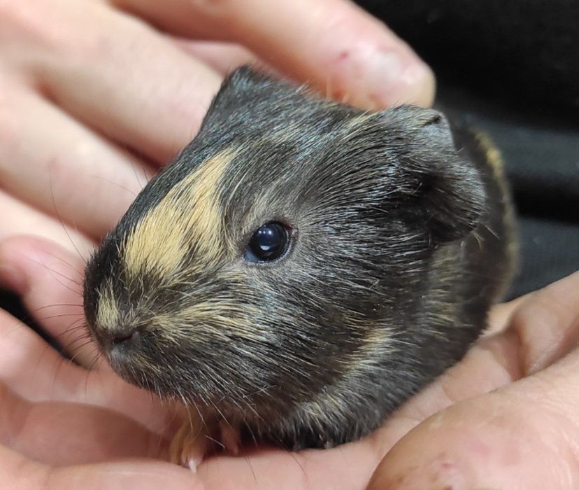 Три  морські свинки