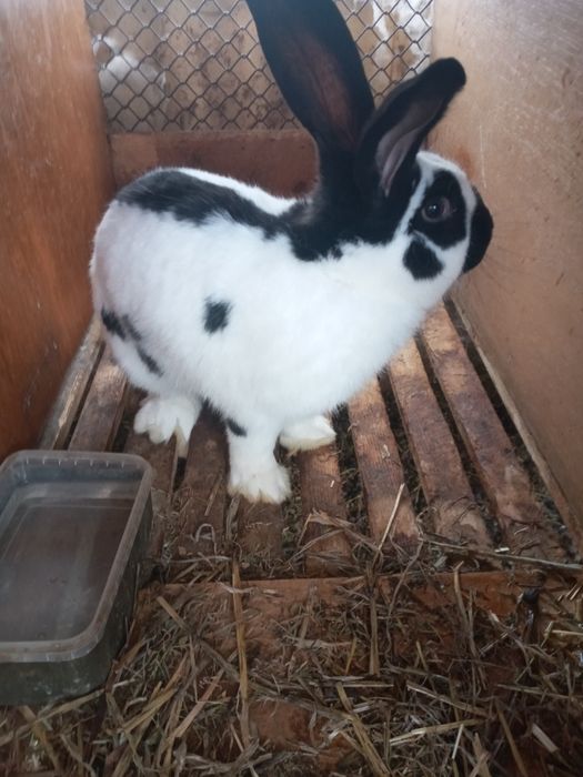 Кролики строкачи продам