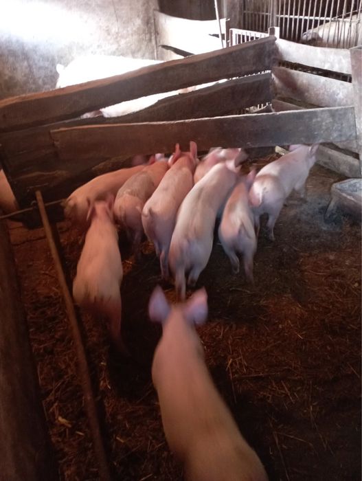 Продам поросята