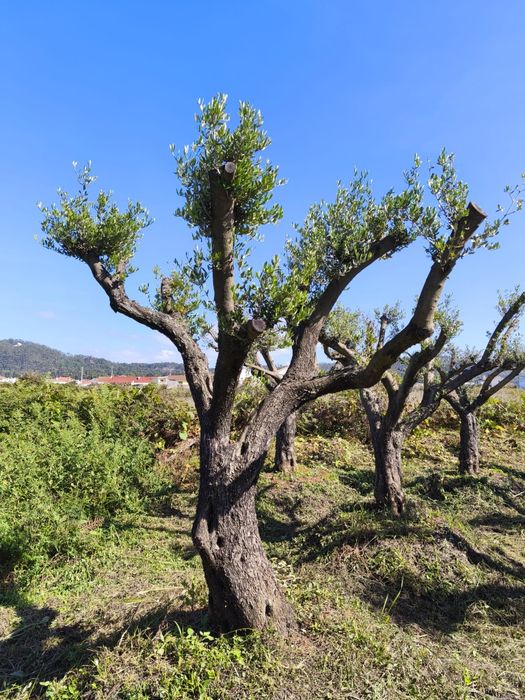 Oliveiras Ornamentais