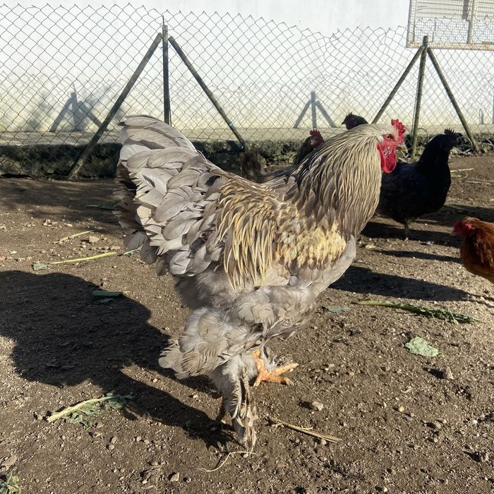 Galos de raça brahma e jersey