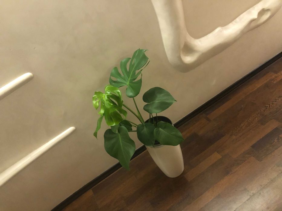 Монстера комнатное растение домашние растения