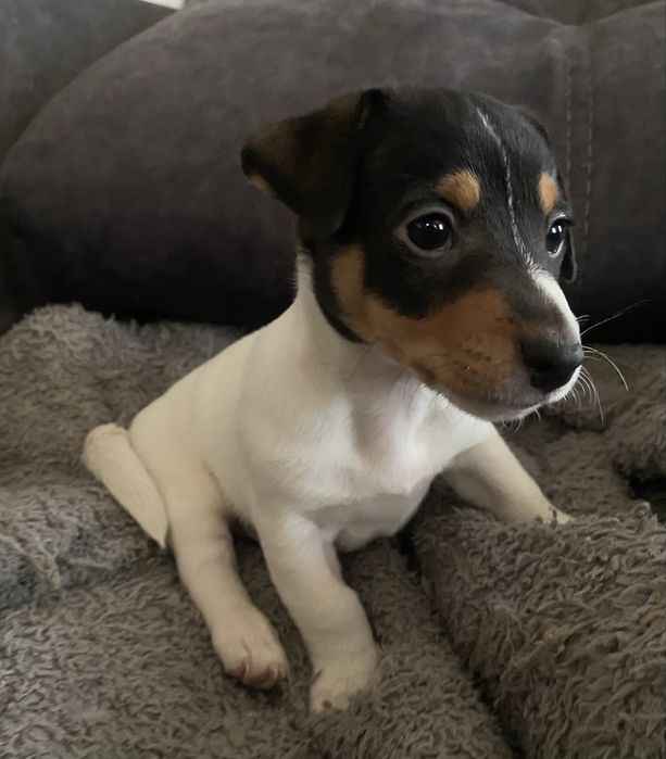 Джек Рассел Терьер- КСУ