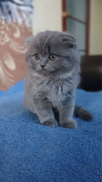 висловухі котики