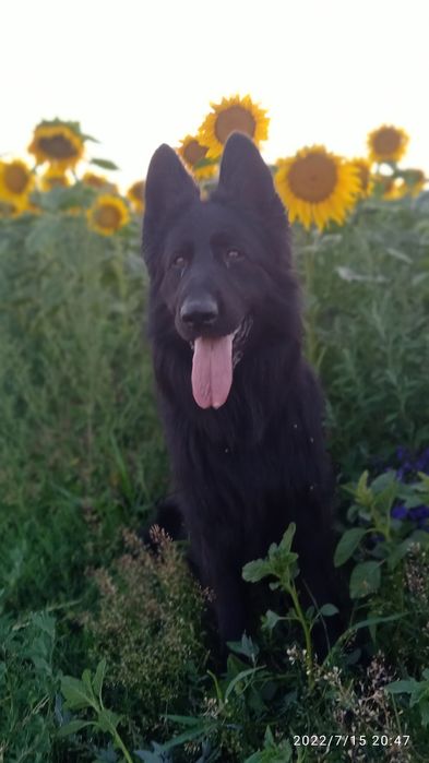 Черный длинношерстный кобель