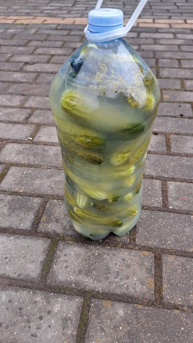 Ogórki świeżo kiszone 5l.