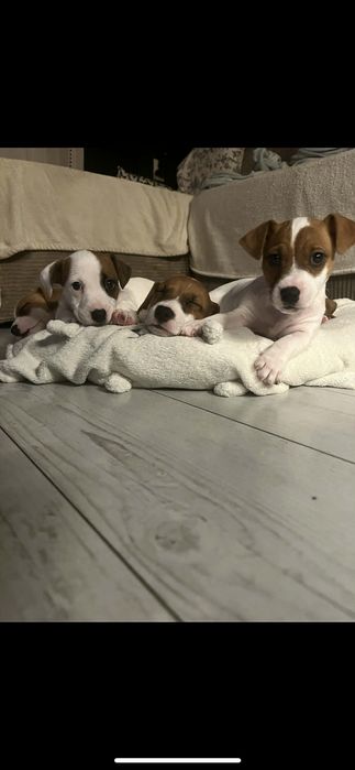 Jack russell terrier