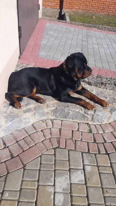 Щенки Породы Ротвейлер