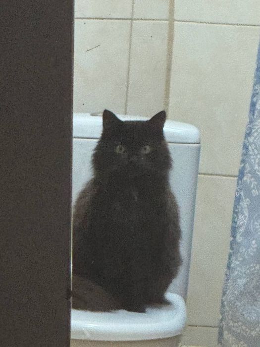 Пропав кіт Люцик