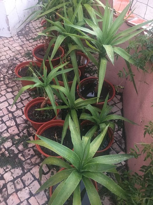 Plantas de exterior diversas