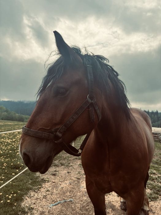 Sorzedam klacz zimnokrwista