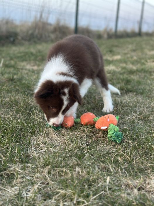 Border Collie czekoladowy piesek, ZKwP FCI