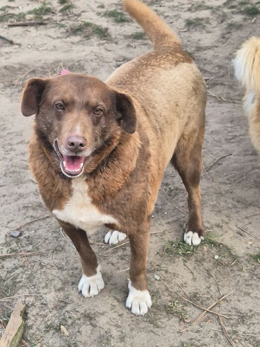 Wspaniały przyjaciel do adopcji