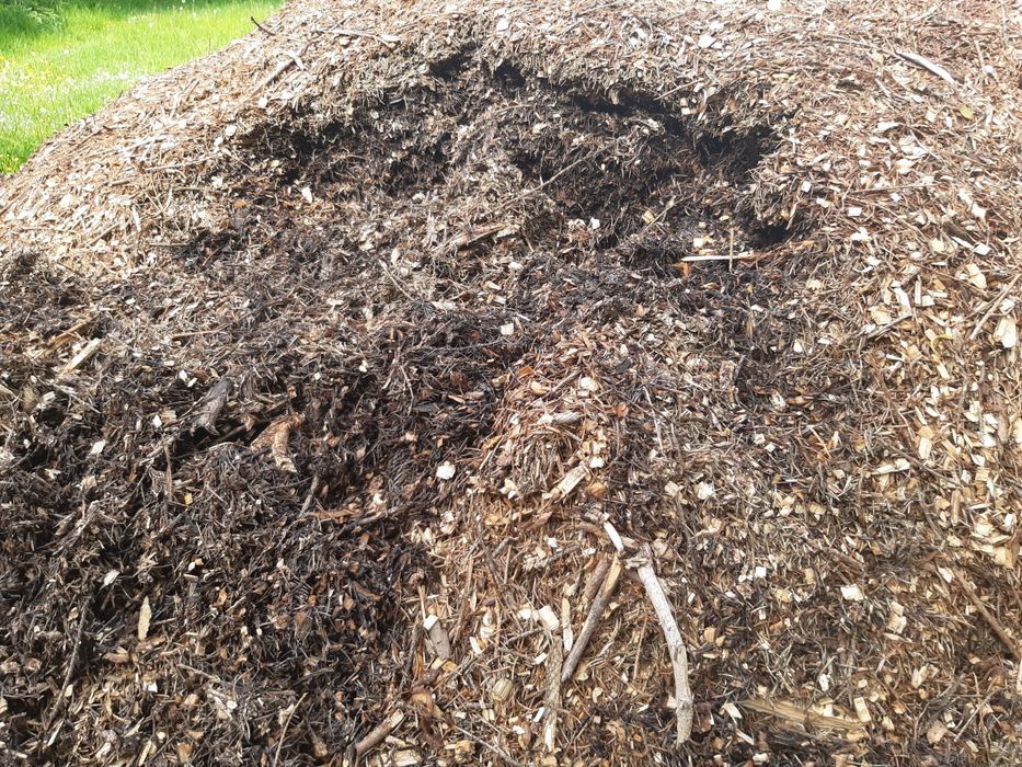 Zrębka z drzew liściastych i iglastych do ogrodu