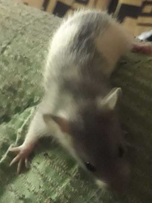 Продаю Щюрів (Крысы Декоратывни)