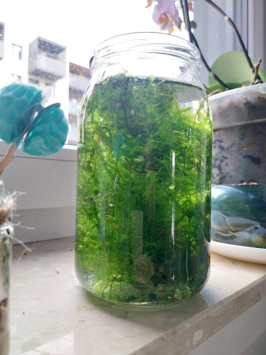 Słoik 1l mech jawajski java moss 1litr