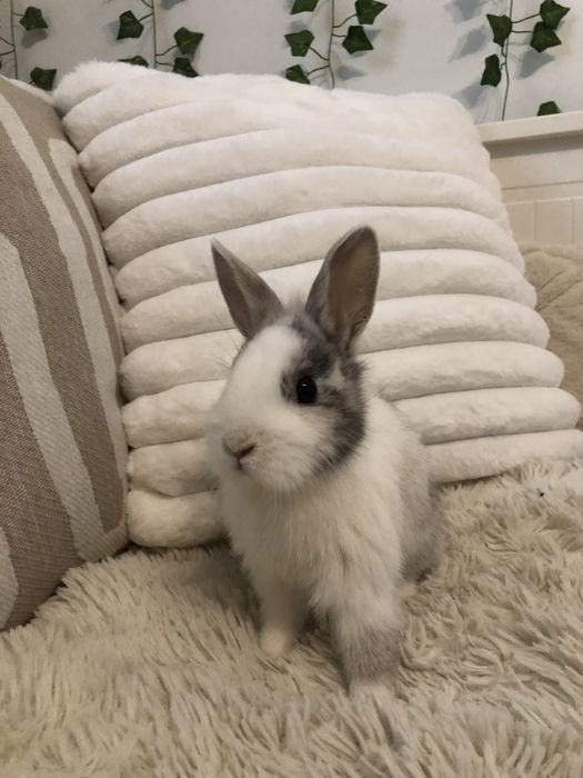 Królik miniaturka karzełek