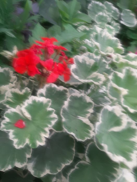 Кімнатні вазони пеларгонії