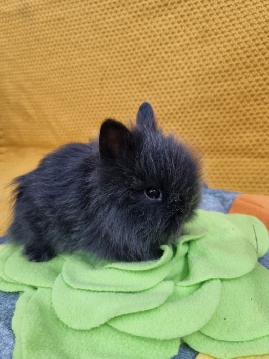 Królik Teddy miniaturka