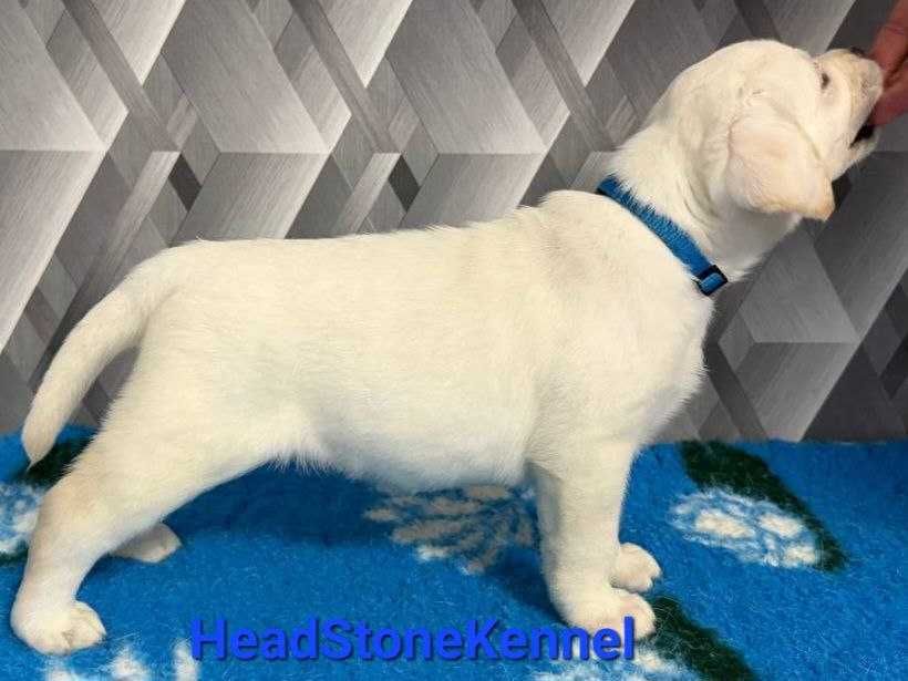 Щенки Лабрадора ретривера КСУ