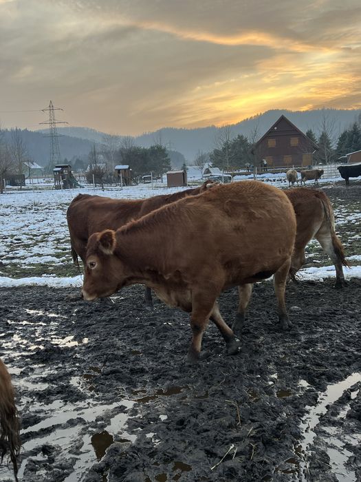 Krowy Limousine LM 100%