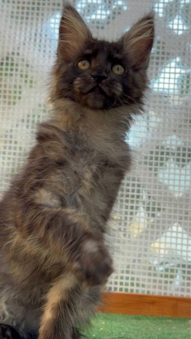 Sprzedam kociaka rasy Maine Coon