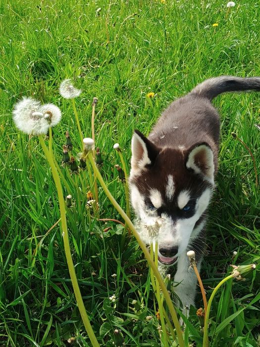 Siberian Husky piesek