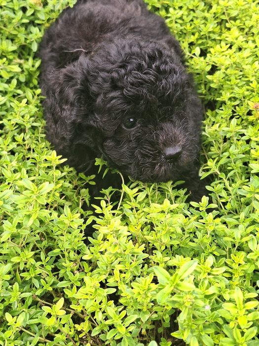Piesek maltipoo z metryką