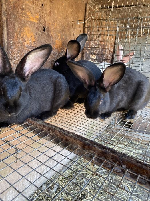 Чорні крилиці