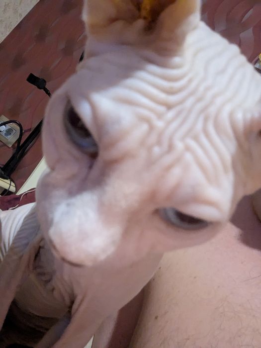 Продам девочку сфинкса